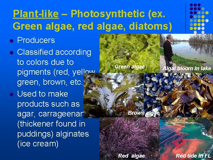 Plant-like – Photosynthetic (ex. Green algae, red algae, diatoms) l l l Producers Classified