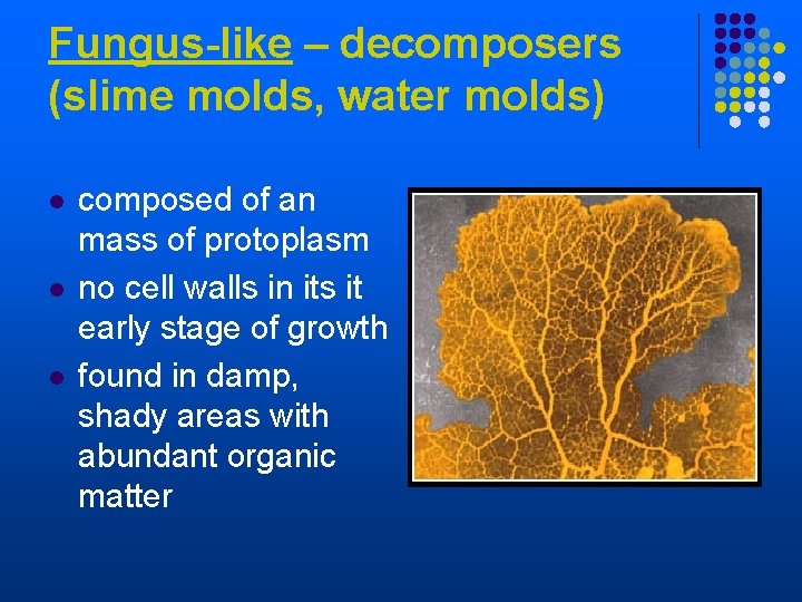 Fungus-like – decomposers (slime molds, water molds) l l l composed of an mass