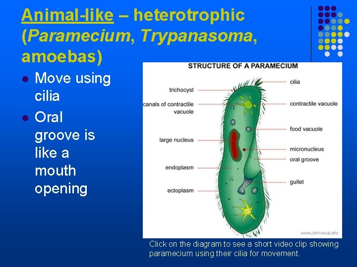 Animal-like – heterotrophic (Paramecium, Trypanasoma, amoebas) l l Move using cilia Oral groove is