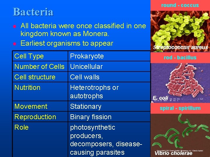 round - coccus Bacteria l l All bacteria were once classified in one kingdom