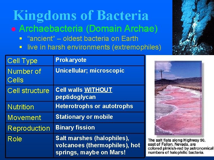 Kingdoms of Bacteria l Archaebacteria (Domain Archae) § “ancient” – oldest bacteria on Earth