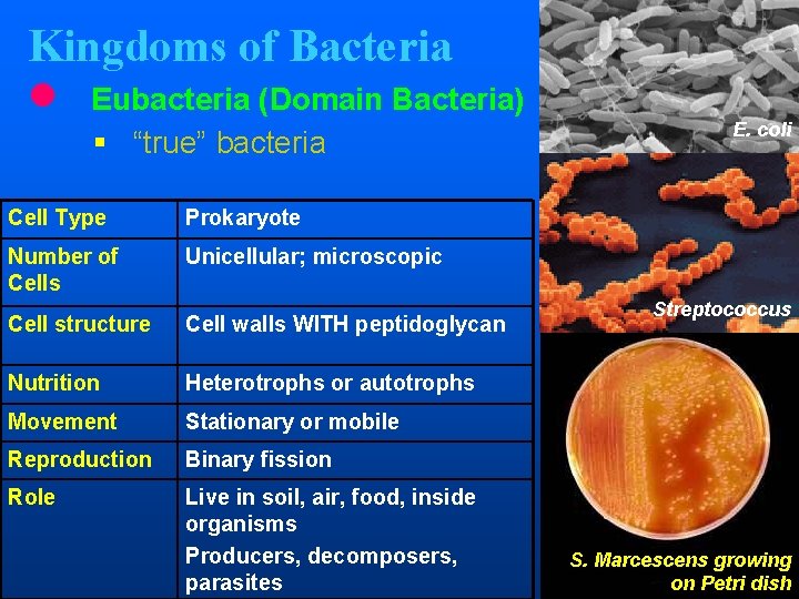 Kingdoms of Bacteria l Eubacteria (Domain Bacteria) § “true” bacteria Cell Type Prokaryote Number