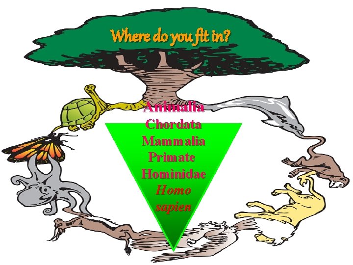 Where do you fit in? Animalia Chordata Mammalia Primate Hominidae Homo sapien 