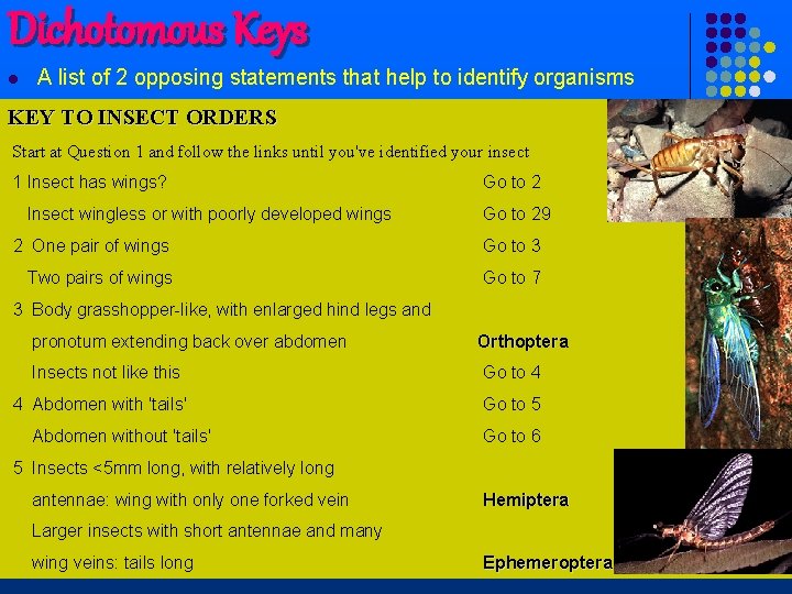 Dichotomous Keys l A list of 2 opposing statements that help to identify organisms