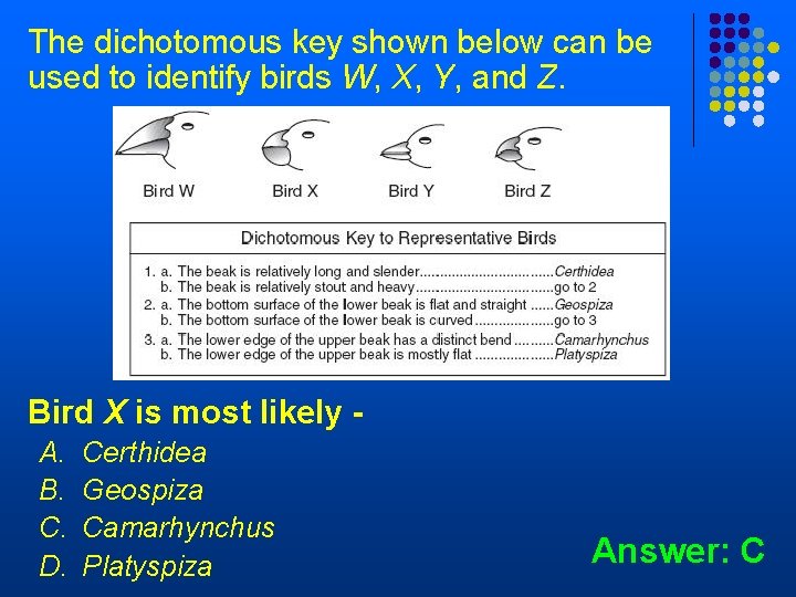 The dichotomous key shown below can be used to identify birds W, X, Y,