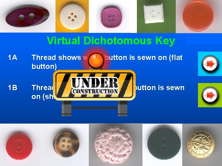 Virtual Dichotomous Key 1 A Thread shows when button is sewn on (flat button)
