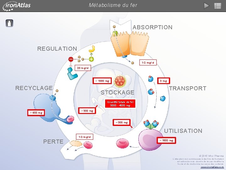 Métabolisme du fer ABSORPTION REGULATION 1 -2 m g / d 25 m g