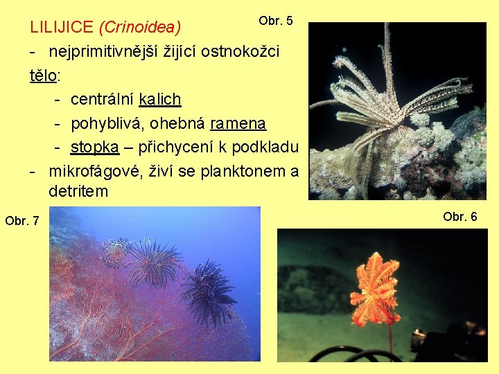 Obr. 5 LILIJICE (Crinoidea) - nejprimitivnější žijící ostnokožci tělo: - centrální kalich - pohyblivá,