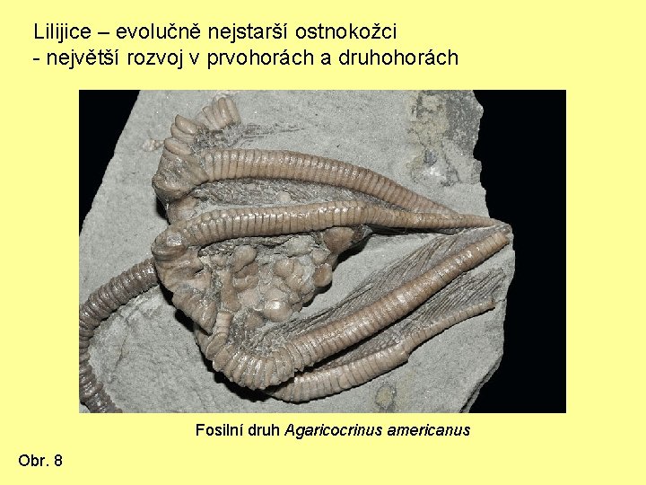 Lilijice – evolučně nejstarší ostnokožci - největší rozvoj v prvohorách a druhohorách Fosilní druh