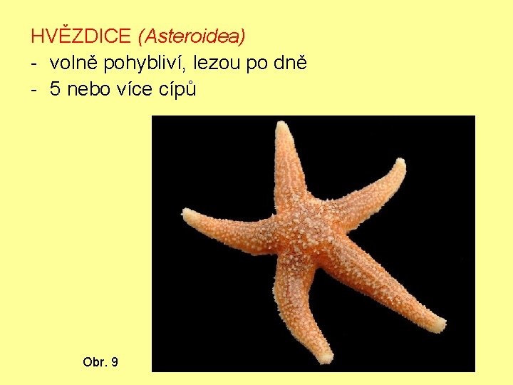 HVĚZDICE (Asteroidea) - volně pohybliví, lezou po dně - 5 nebo více cípů Obr.