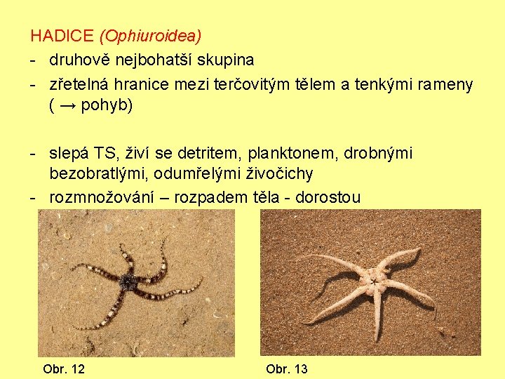 HADICE (Ophiuroidea) - druhově nejbohatší skupina - zřetelná hranice mezi terčovitým tělem a tenkými