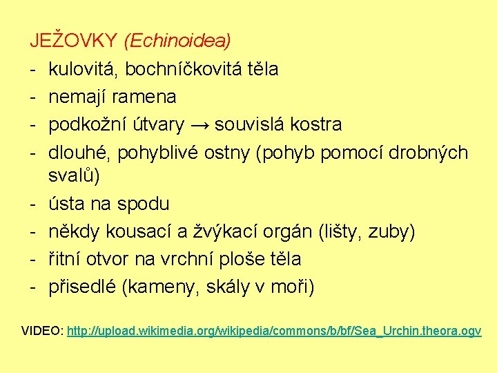 JEŽOVKY (Echinoidea) - kulovitá, bochníčkovitá těla - nemají ramena - podkožní útvary → souvislá