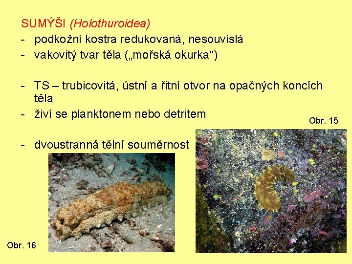 SUMÝŠI (Holothuroidea) - podkožní kostra redukovaná, nesouvislá - vakovitý tvar těla („mořská okurka“) -