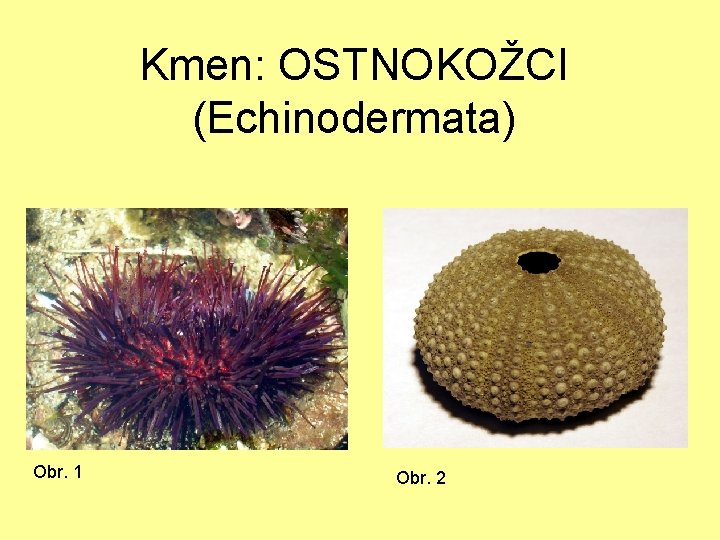 Kmen: OSTNOKOŽCI (Echinodermata) Obr. 1 Obr. 2 