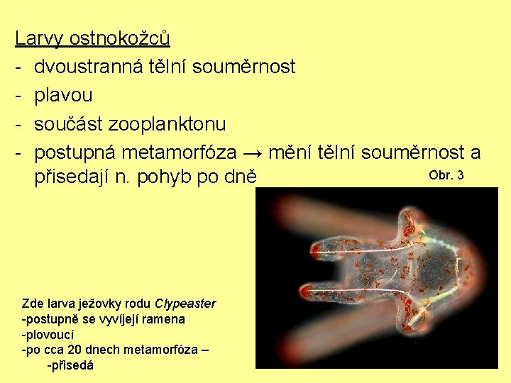 Larvy ostnokožců - dvoustranná tělní souměrnost - plavou - součást zooplanktonu - postupná metamorfóza