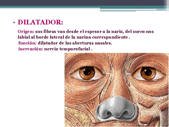  • DILATADOR: Origen: sus fibras van desde el espesor a la nariz, del