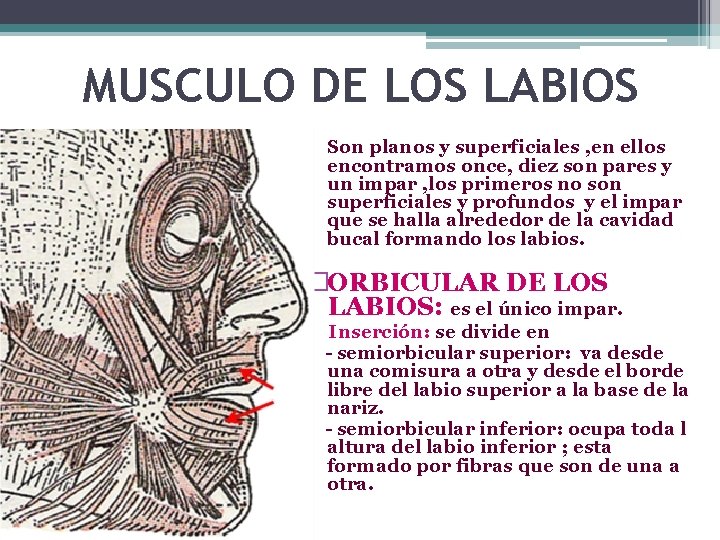 MUSCULO DE LOS LABIOS Son planos y superficiales , en ellos encontramos once, diez