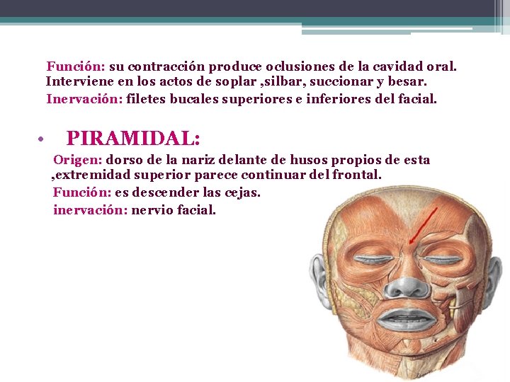Función: su contracción produce oclusiones de la cavidad oral. Interviene en los actos de