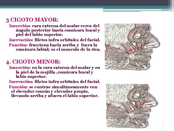 3 CIGOTO MAYOR: Inserción: cara externa del malar cerca del ángulo posterior hasta comisura