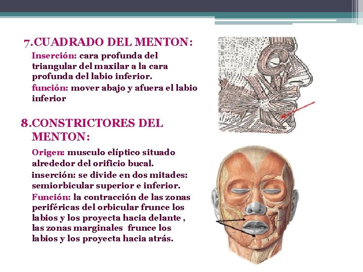 7. CUADRADO DEL MENTON: Inserción: cara profunda del triangular del maxilar a la cara