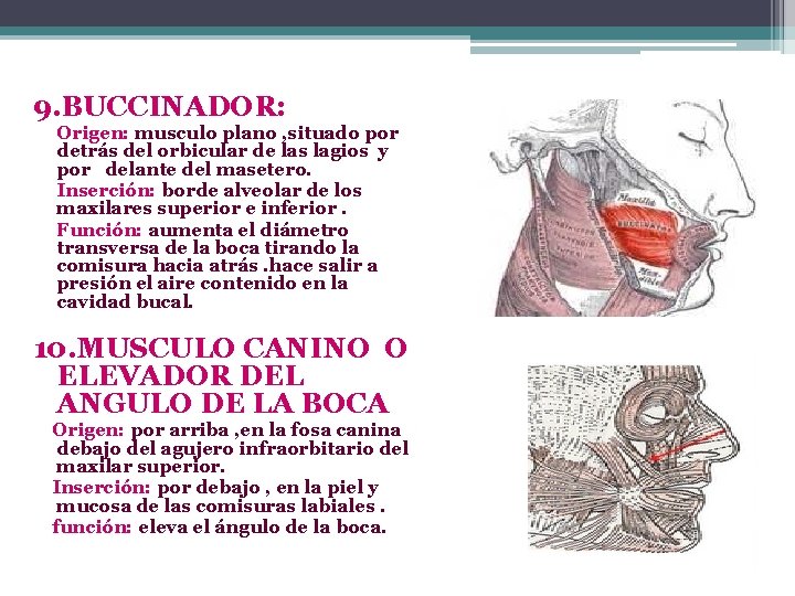 9. BUCCINADOR: Origen: musculo plano , situado por detrás del orbicular de las lagios