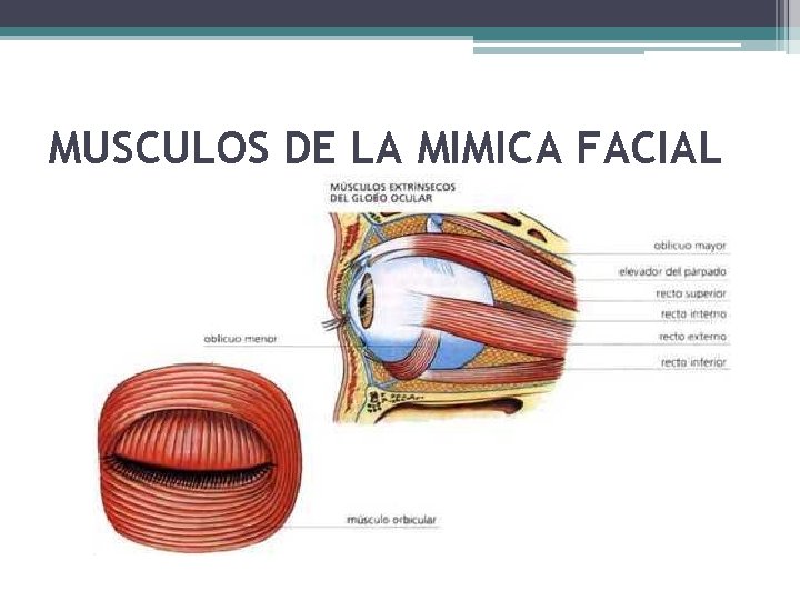 MUSCULOS DE LA MIMICA FACIAL 