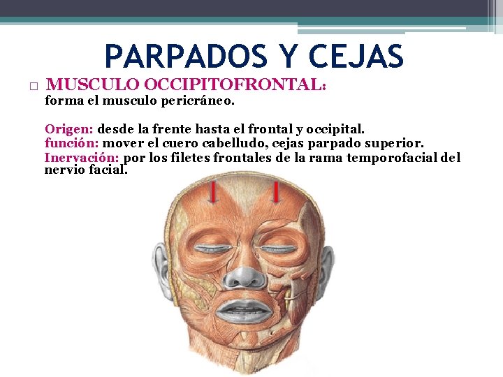 PARPADOS Y CEJAS � MUSCULO OCCIPITOFRONTAL: forma el musculo pericráneo. Origen: desde la frente