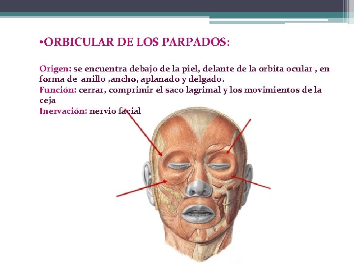  • ORBICULAR DE LOS PARPADOS: Origen: se encuentra debajo de la piel, delante