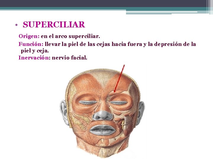  • SUPERCILIAR Origen: en el arco superciliar. Función: llevar la piel de las