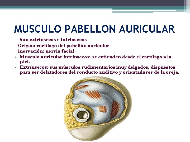 MUSCULO PABELLON AURICULAR Son extrínsecos e intrinsecos Origen: cartílago del pabellón auricular inervación: nervio