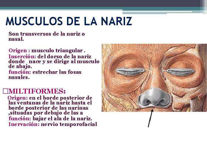 MUSCULOS DE LA NARIZ Son transversos de la nariz o nasal. Origen : musculo