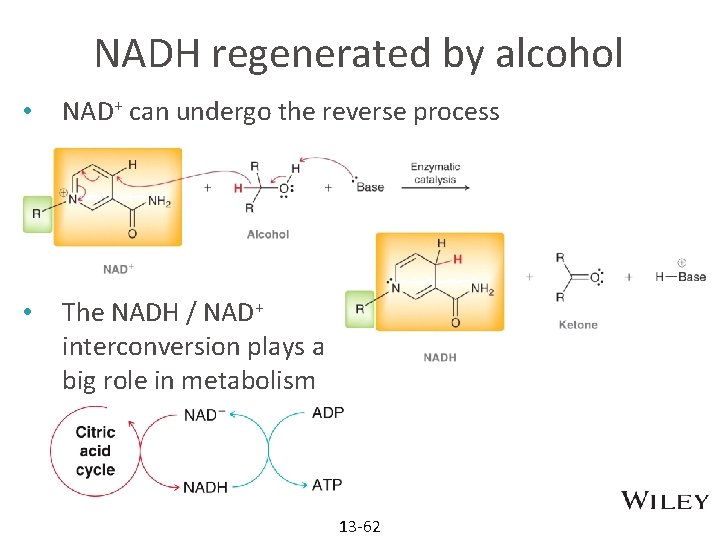 NADH regenerated by alcohol • NAD+ can undergo the reverse process • The NADH