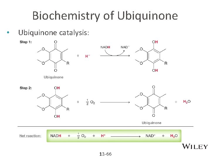 Biochemistry of Ubiquinone • Ubiquinone catalysis: 13 -66 