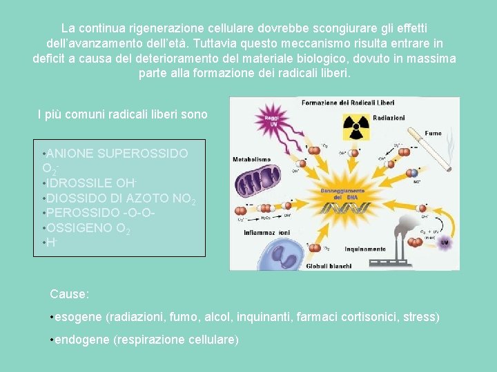 La continua rigenerazione cellulare dovrebbe scongiurare gli effetti dell’avanzamento dell’età. Tuttavia questo meccanismo risulta