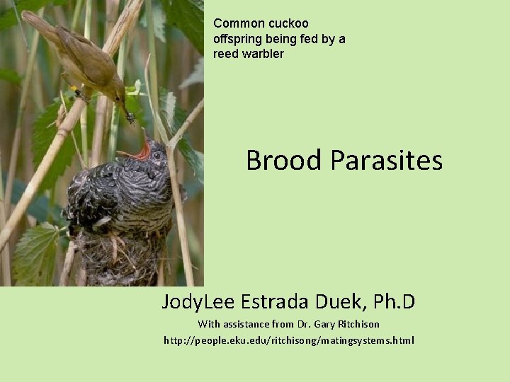 Common cuckoo offspring being fed by a reed warbler Brood Parasites Jody. Lee Estrada