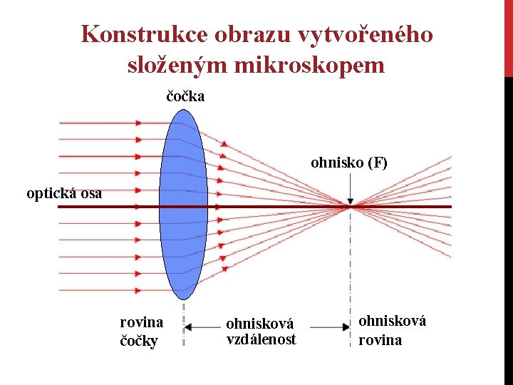 Konstrukce obrazu vytvořeného složeným mikroskopem čočka ohnisko (F) optická osa rovina čočky ohnisková vzdálenost