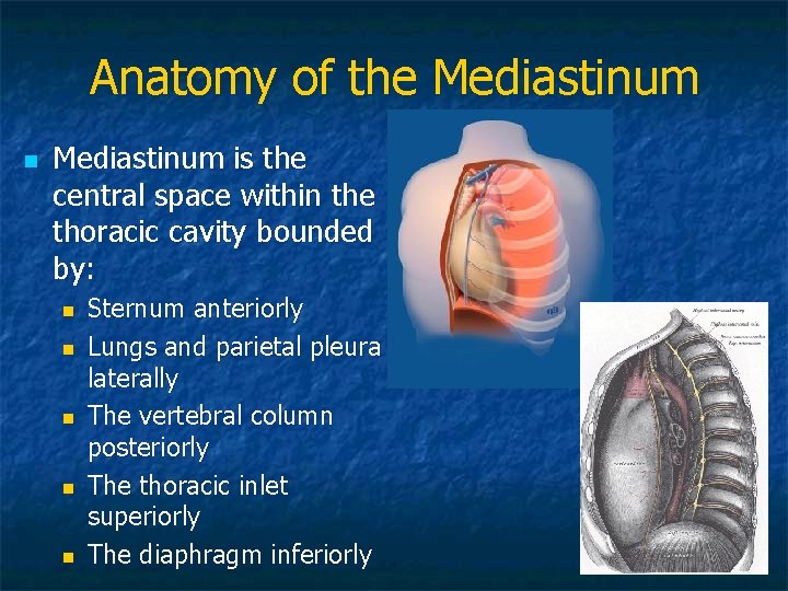 Anatomy of the Mediastinum n Mediastinum is the central space within the thoracic cavity