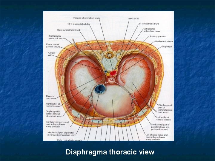 Diaphragma thoracic view 