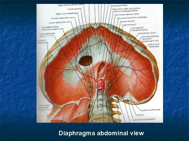 Diaphragma abdominal view 