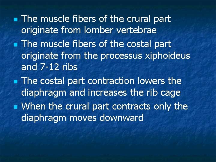 n n The muscle fibers of the crural part originate from lomber vertebrae The