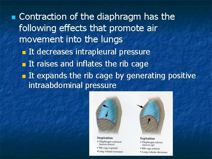 n Contraction of the diaphragm has the following effects that promote air movement into