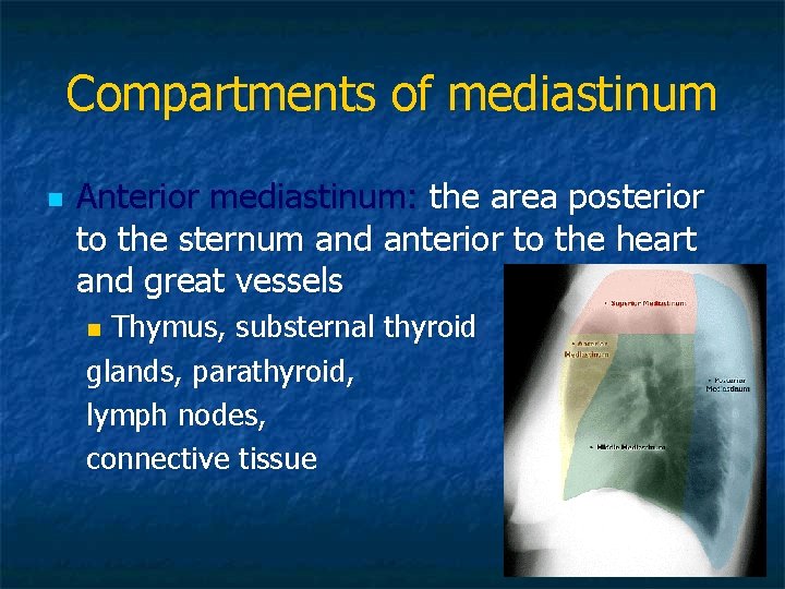 Compartments of mediastinum n Anterior mediastinum: the area posterior to the sternum and anterior