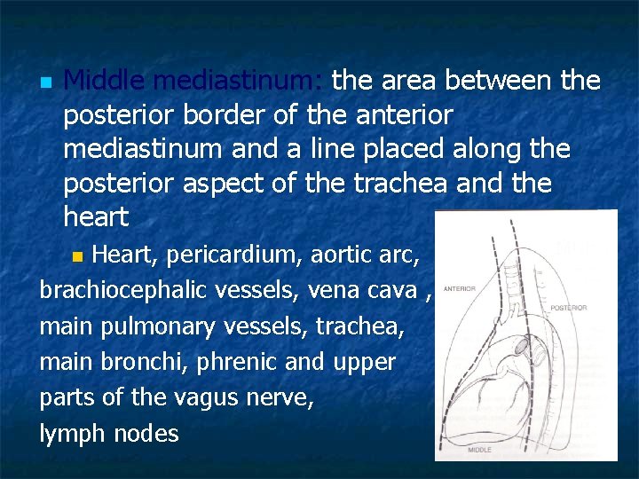 n Middle mediastinum: the area between the posterior border of the anterior mediastinum and