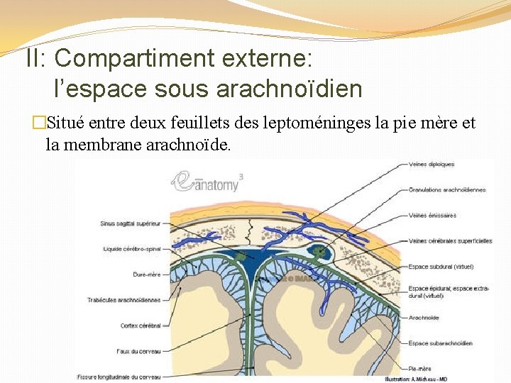 II: Compartiment externe: l’espace sous arachnoïdien �Situé entre deux feuillets des leptoméninges la pie