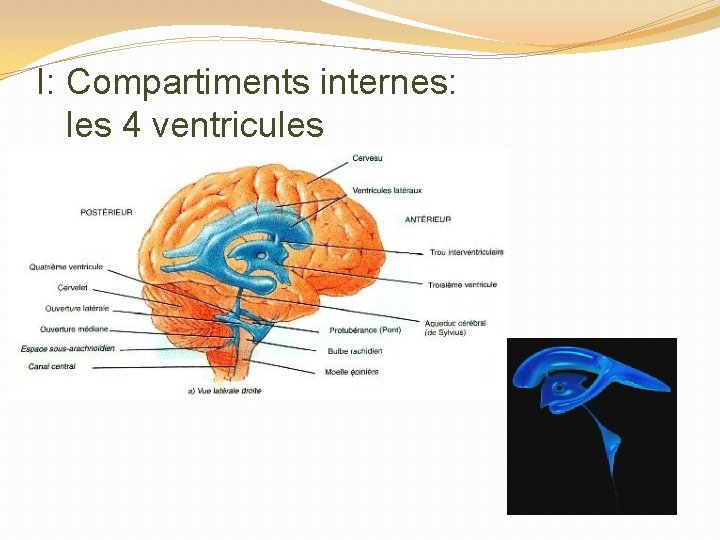 I: Compartiments internes: les 4 ventricules 