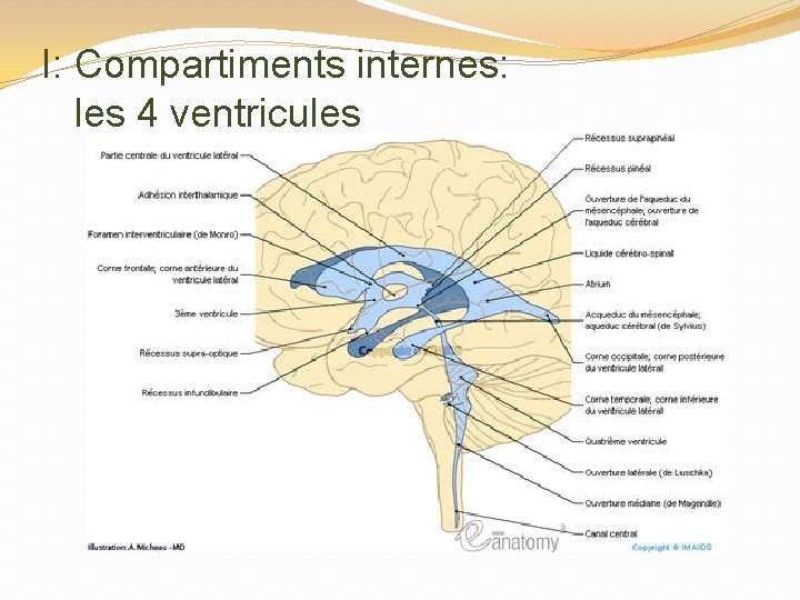 I: Compartiments internes: les 4 ventricules 