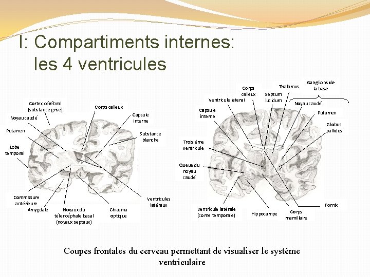 I: Compartiments internes: les 4 ventricules Corps calleux Ventricule latéral Cortex cérébral (substance grise)