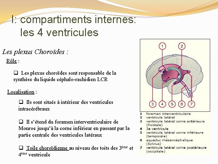 I: compartiments internes: les 4 ventricules Les plexus Choroïdes : Rôle : q Les