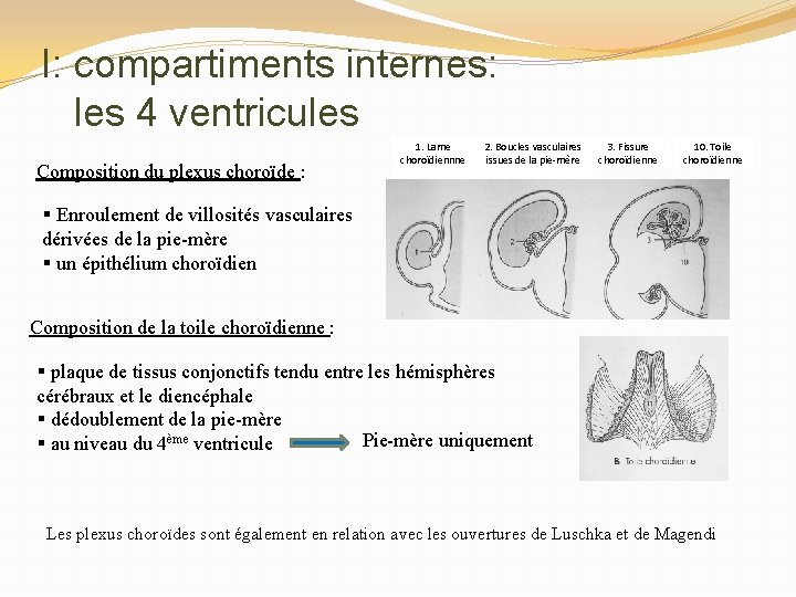 I: compartiments internes: les 4 ventricules Composition du plexus choroïde : 1. Lame choroïdiennne