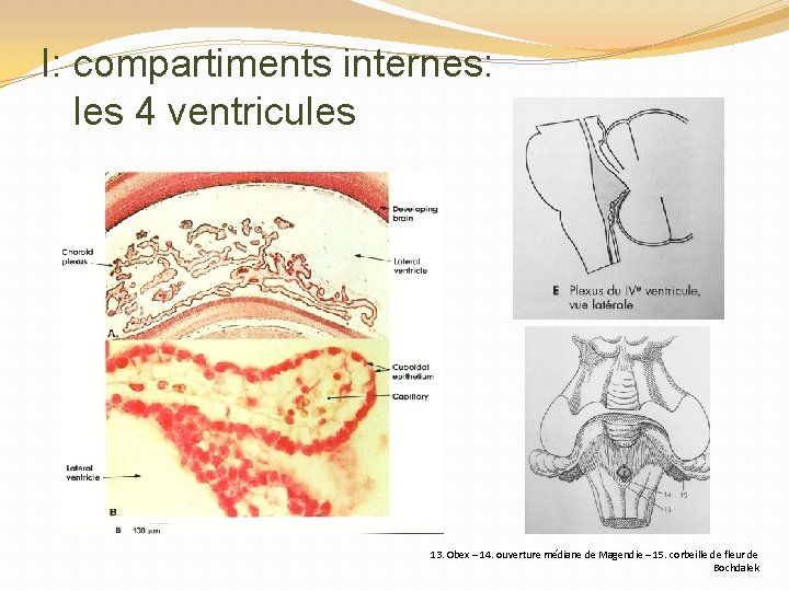 I: compartiments internes: les 4 ventricules 13. Obex – 14. ouverture médiane de Magendie